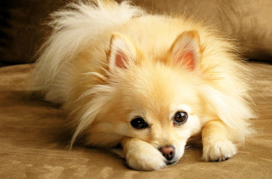 9 dog breeds best known for cuddling