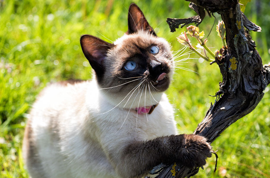 7 activities you didn't know you can do with your cat