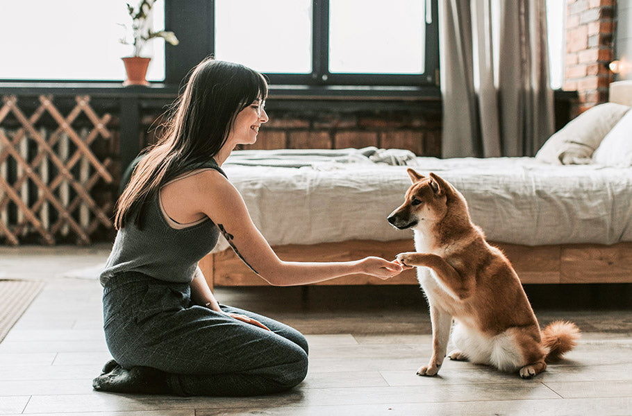 Canine Enrichment for Apartment Living: Keeping Your Dog Happy in Small Spaces