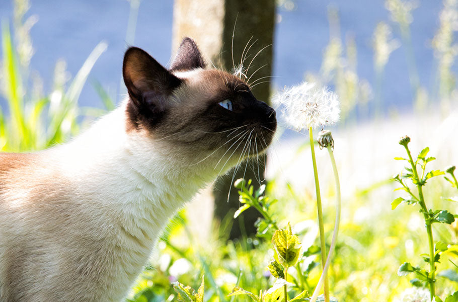 Cat Poetry Through the Ages: A Literary Journey Celebrating the Timeless Connection Between Cats and Verse