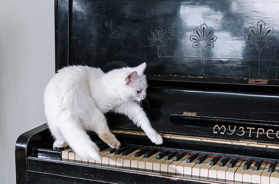 Do Cats Like Classical Music and How Can It Help With Anxiety? – Pettsie