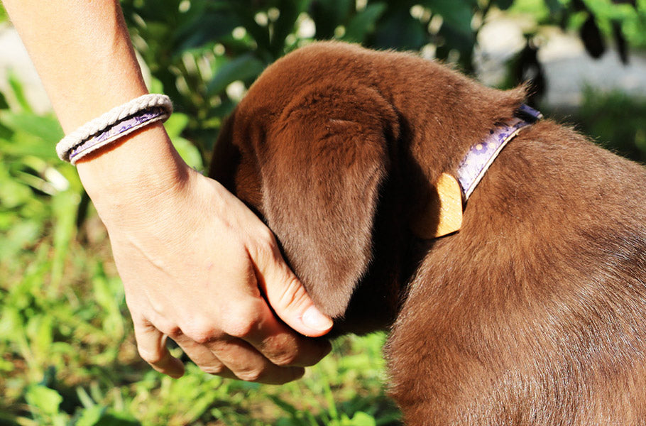 How to Introduce Your Dog to New People: Building Positive Social Interactions