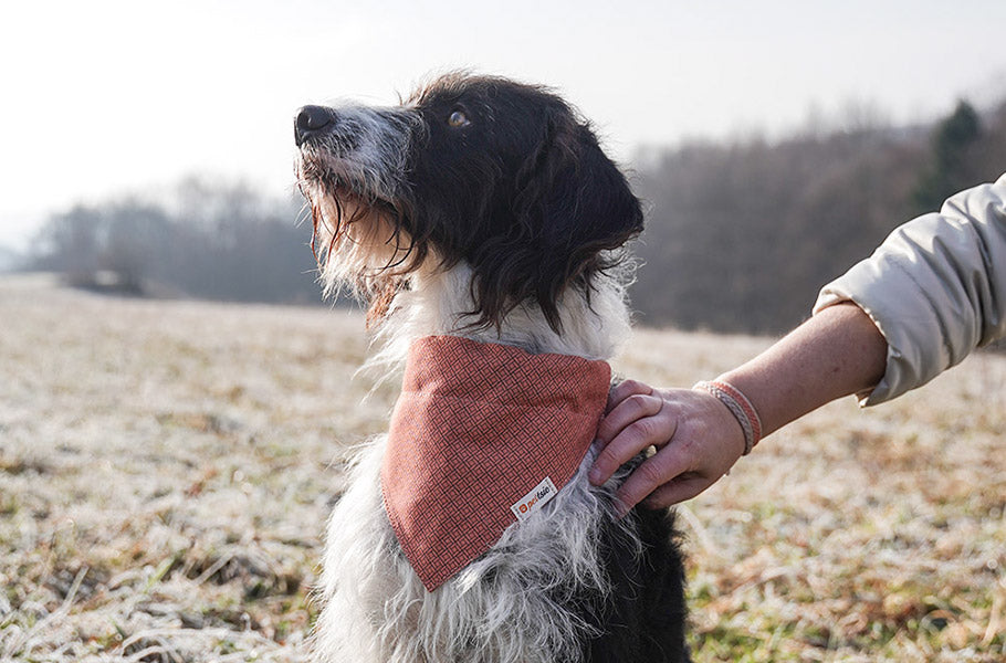 How to Safely Exercise Your Dog in Different Weather Conditions: From Heatwaves to Snowstorms