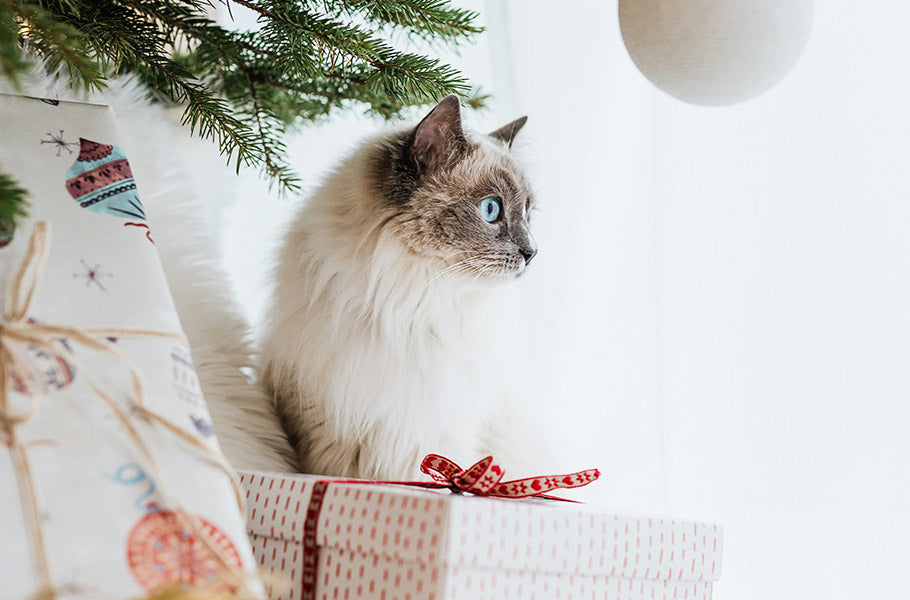 Pets During Christmas and New Year: A Guide to Keeping Them Safe and Happy