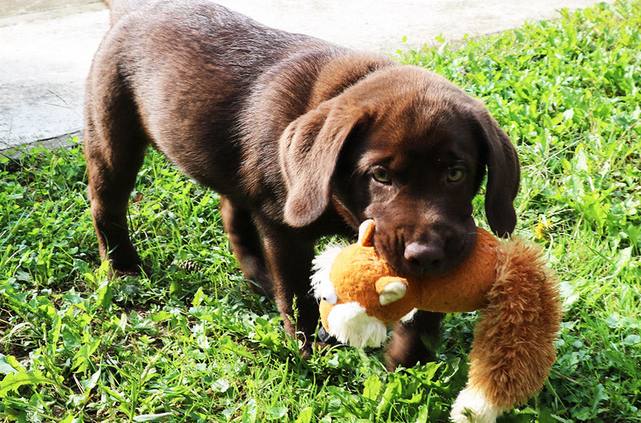 The Importance of Mental Stimulation: Top Puzzle Toys and Games to Challenge Your Dog’s Brain