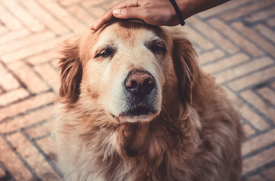 The Magic of Senior Dogs: Celebrating the Joys and Challenges of Aging ...