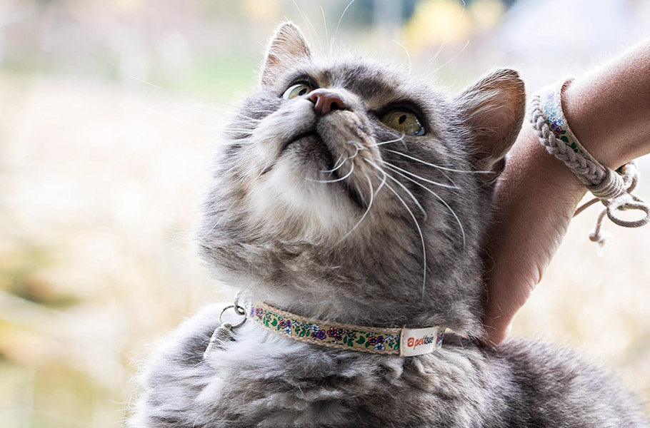 The Role of Cats in Human Health: How Your Cat Can Improve Your Well-Being