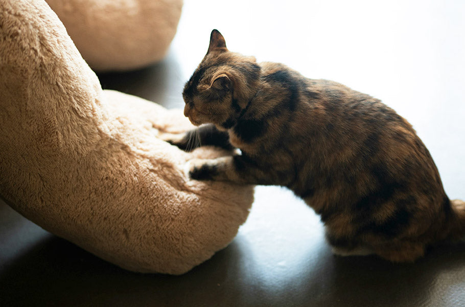 Why Cats Knead: Understanding This Common Feline Behavior