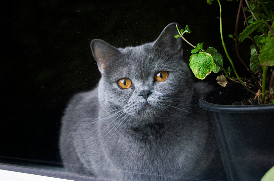 The Psychology of Catnip: Why Some Cats Go Crazy and Others Don’t Care