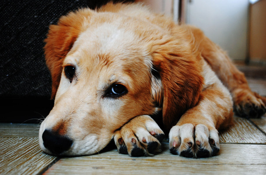 Common symptoms and causes of allergies in dogs