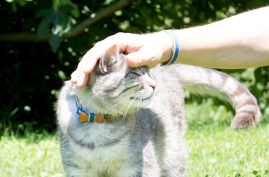 How to properly pet your cat