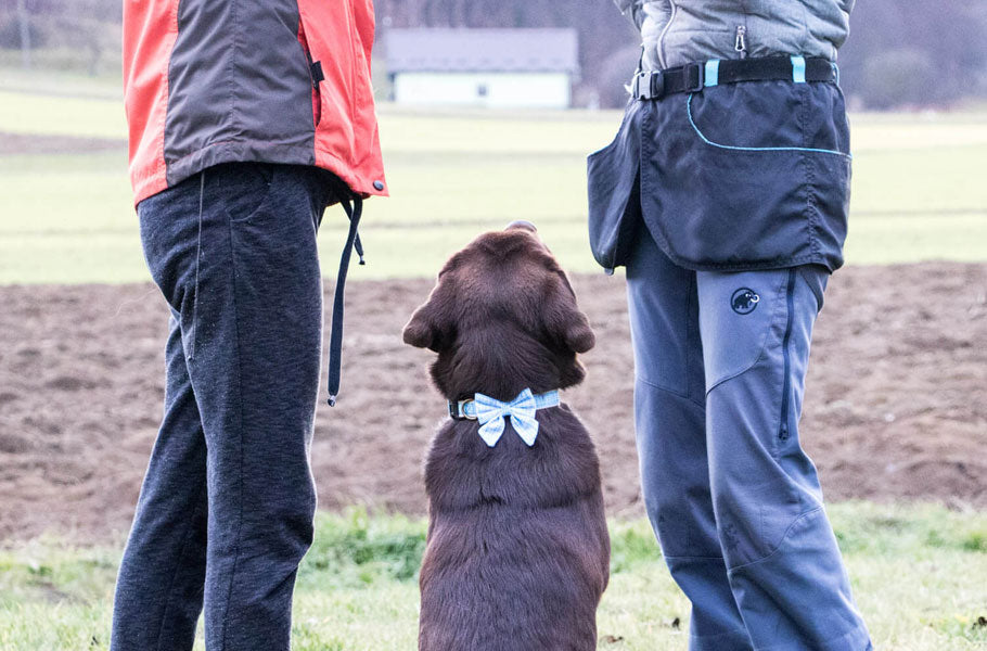 10 ways to tell your dog you love him