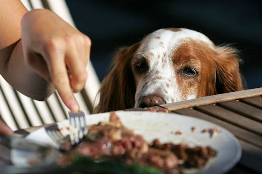 12 easy ways to stop your dog from begging