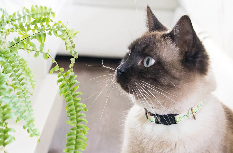 11 best plants to keep your cat healthy and improve your cooking