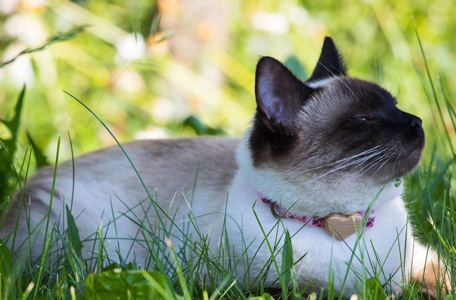 12 best ways to support your cat’s immune system