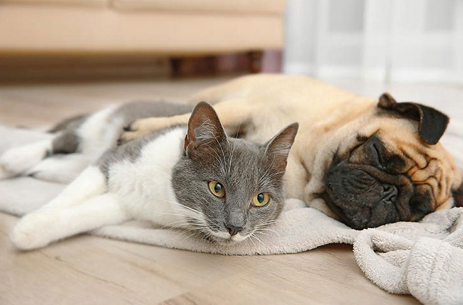 14 best dog breeds that are cat-friendly