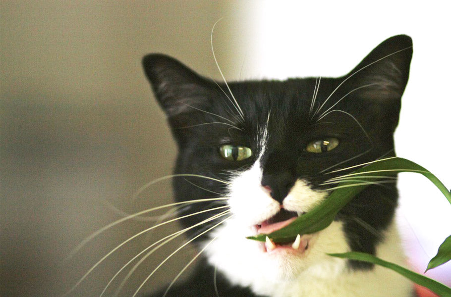 15 plants that are highly toxic to cats