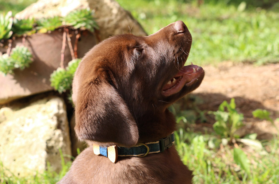 15 signs your dog is truly happy