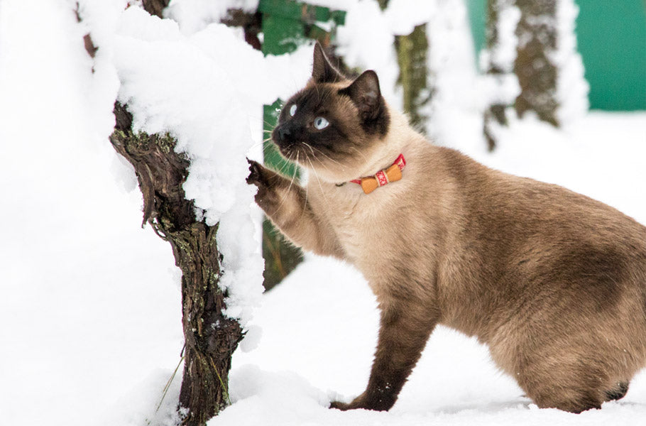 5 facts about cats and cold weather