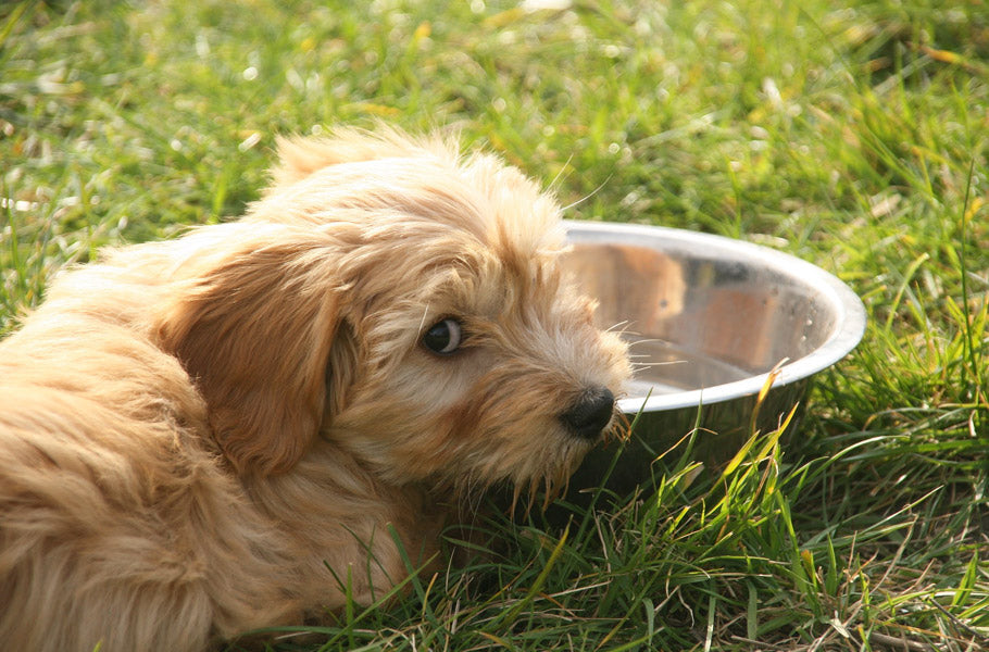 5 simple ways to keep your dog hydrated