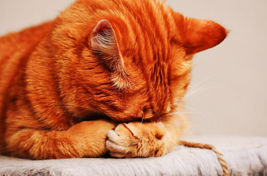 6 common causes of flatulence in cats