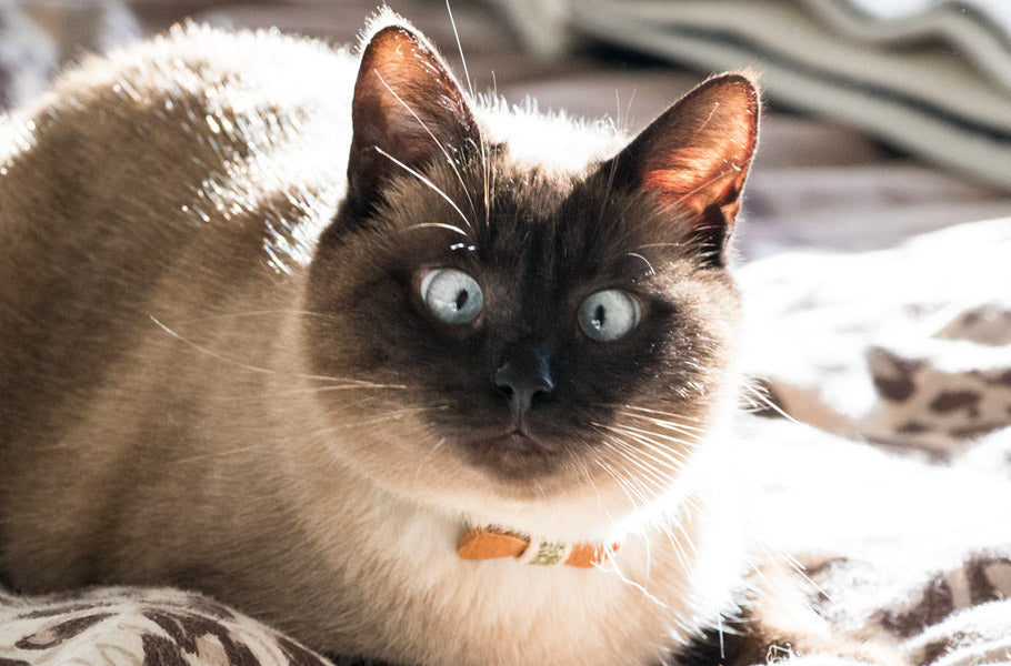 7 awesome facts about Siamese cats