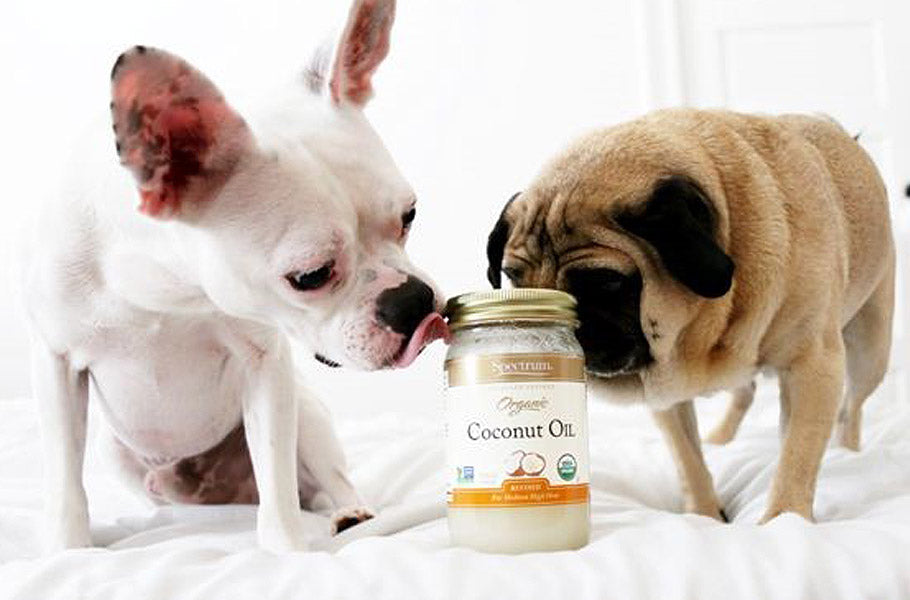 7 surprising ways coconut oil benefits your dog