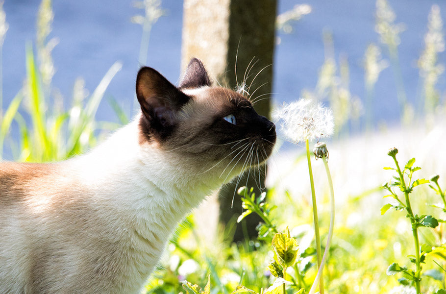 7 tips to control odors naturally when you live with a cat