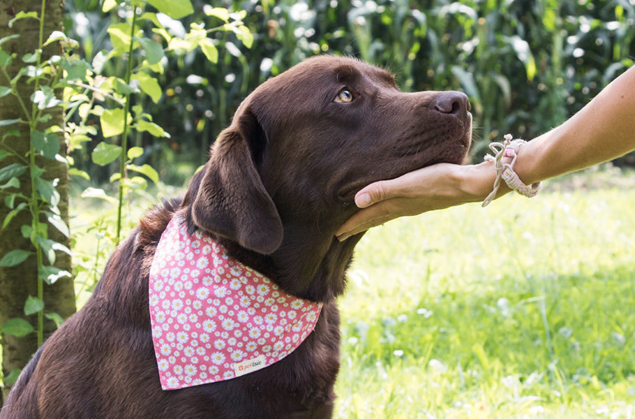 7 ways to raise a confident dog