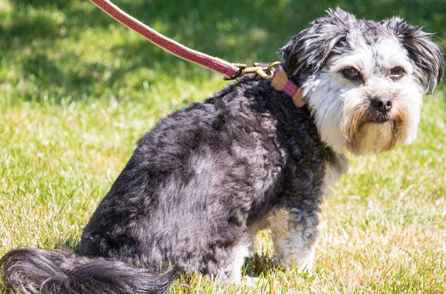 9 dog walking dangers every dog owner should know about