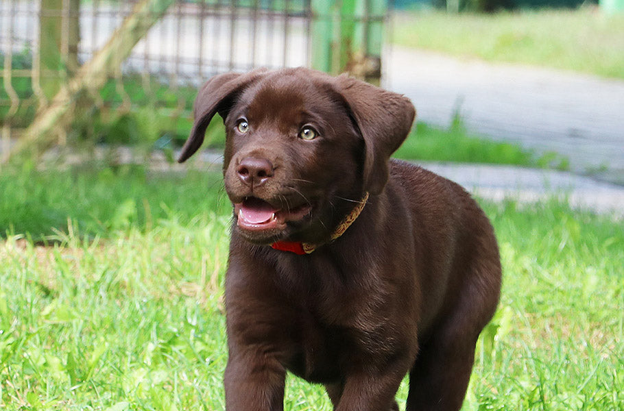 9 simple ways to calm a hyper puppy