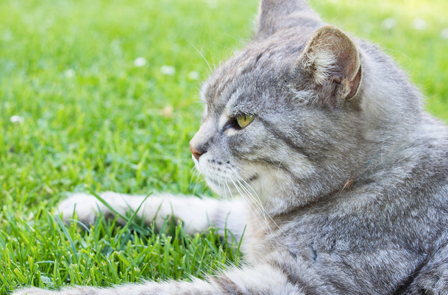 The Environmental Impact of Cats: Exploring Sustainable Practices for Cat Ownership