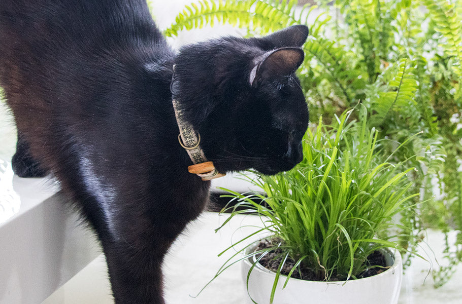 The Surprising Benefits of Catnip: Exploring Its Effects on Feline Behavior