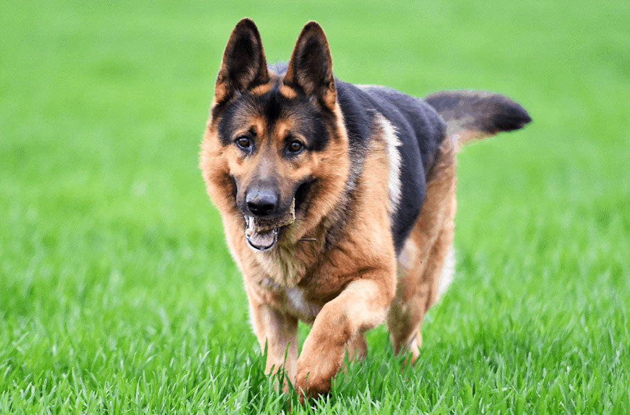 Awesome facts about German Shepherds