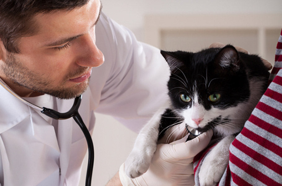 Best ways to care for your cat after surgery