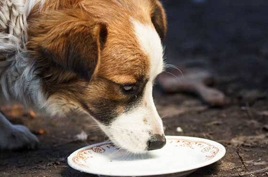 Can pets eat soy, almond, or other plant-based milk?