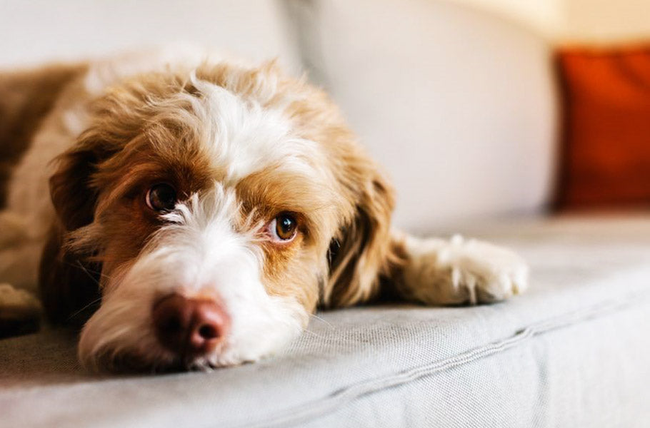 Do dogs experience the emotion of jealousy?