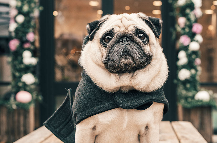 Does your dog need a coat?