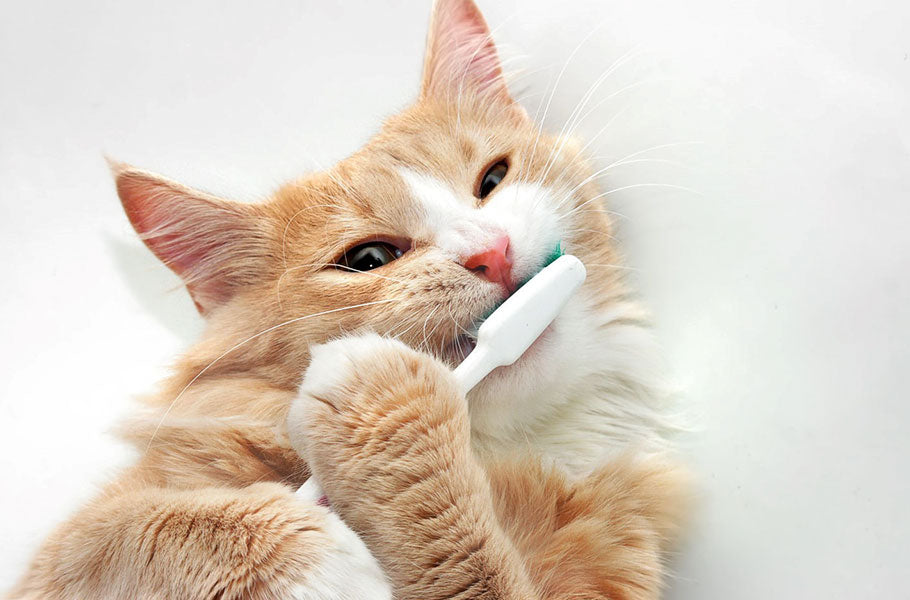 Easy ways to take care for your cat dental health