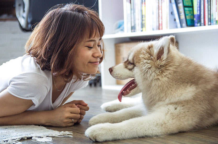 Fun indoor games for dogs