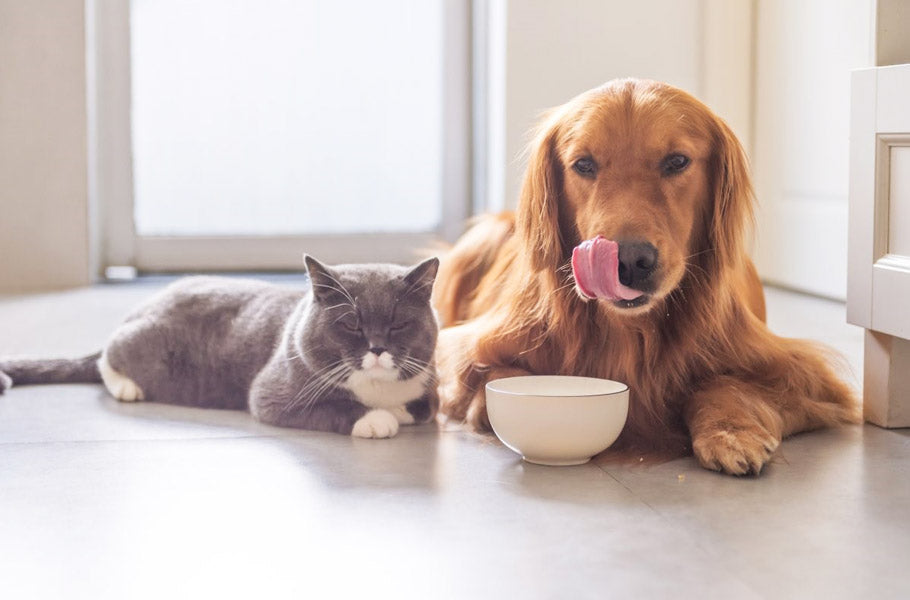 How much and how often should you feed your puppy?