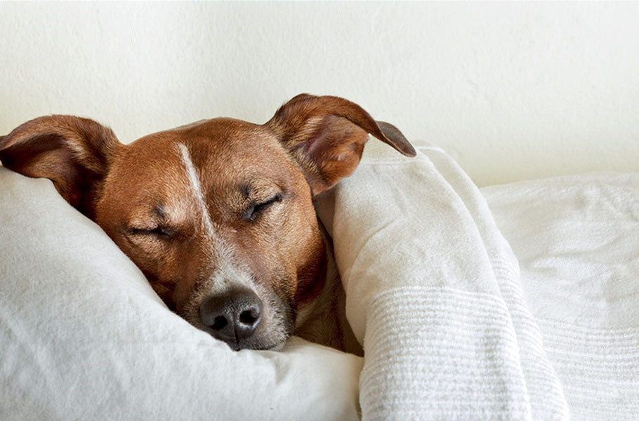 How much sleep does your dog need?