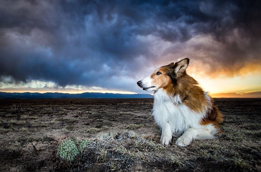 How to help your dog cope with storms