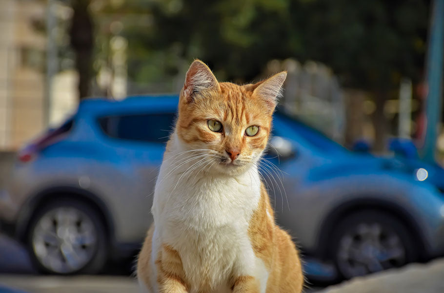 How to keep your cat safe when travelling by car