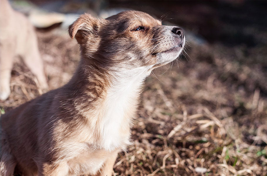 How to naturally get rid of dog smell