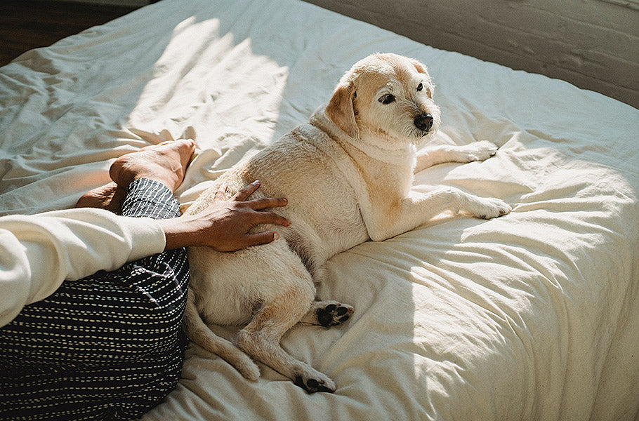 How to prevent your dog from waking you up