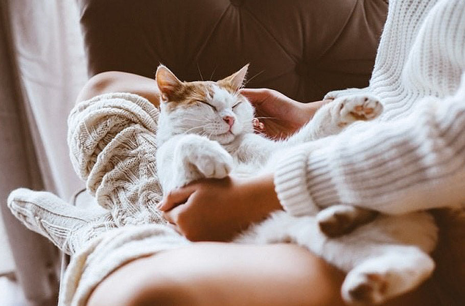 How you can bring your cat to cuddle more and be a lap cat?