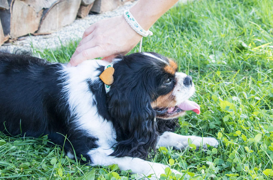 Impressive ways how to deepen your bond with your dog