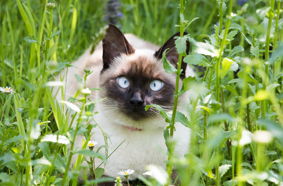 Protect your cat from the most dangerous feline illnesses: symptoms and treatment