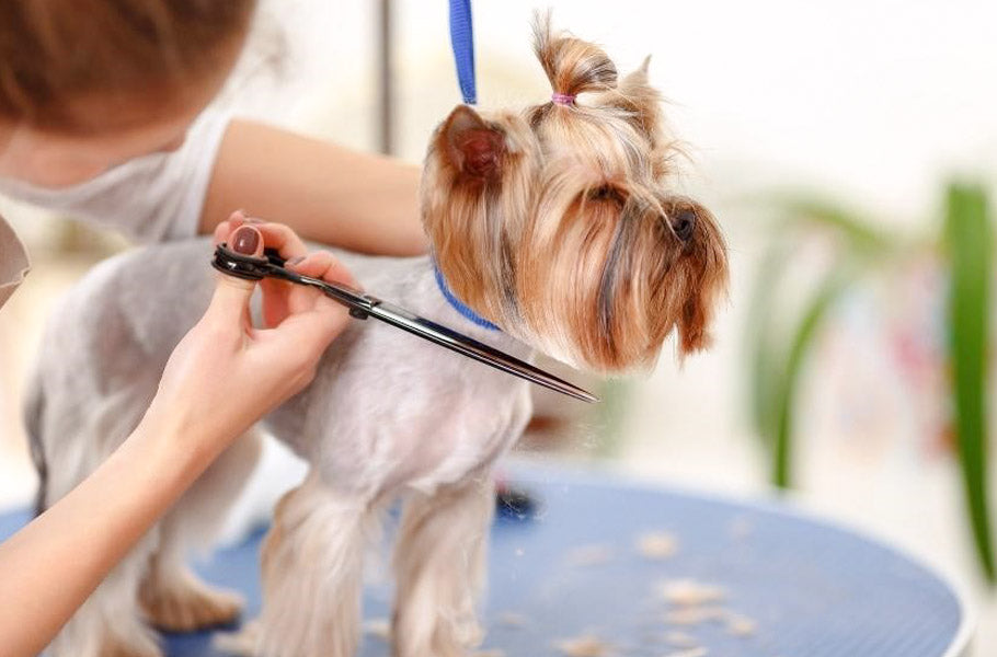 Reasons why shaving your dog is not always the best solution